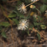 Tridax procumbens L.